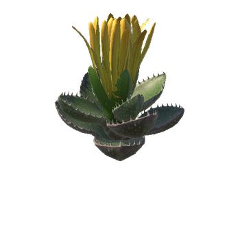 Flower_Faucaria tigrina1 4